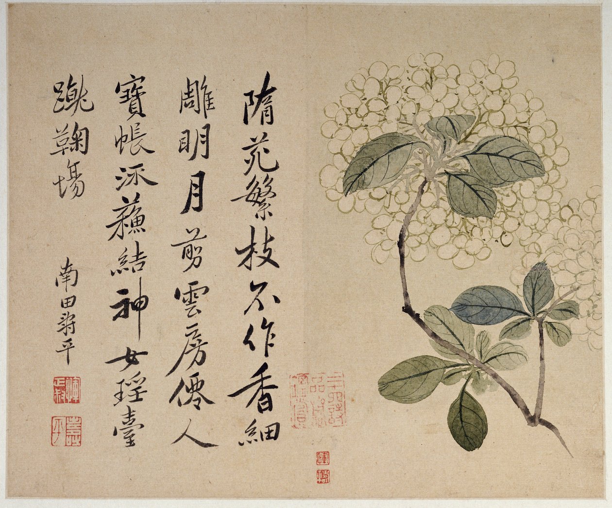 Ortensie, da un album di dieci foglie da Shouping Yun