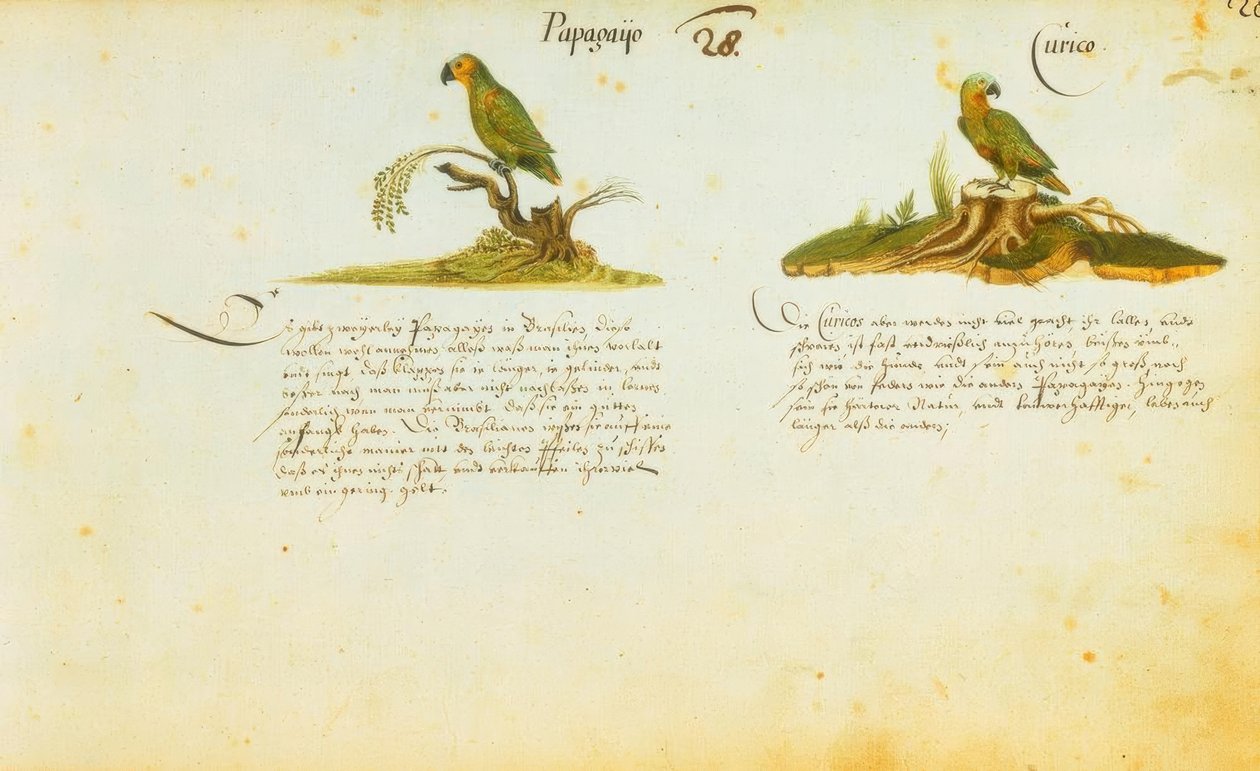 Zacharias Wagner, Papagayo / Curico da Zacharias Wagner