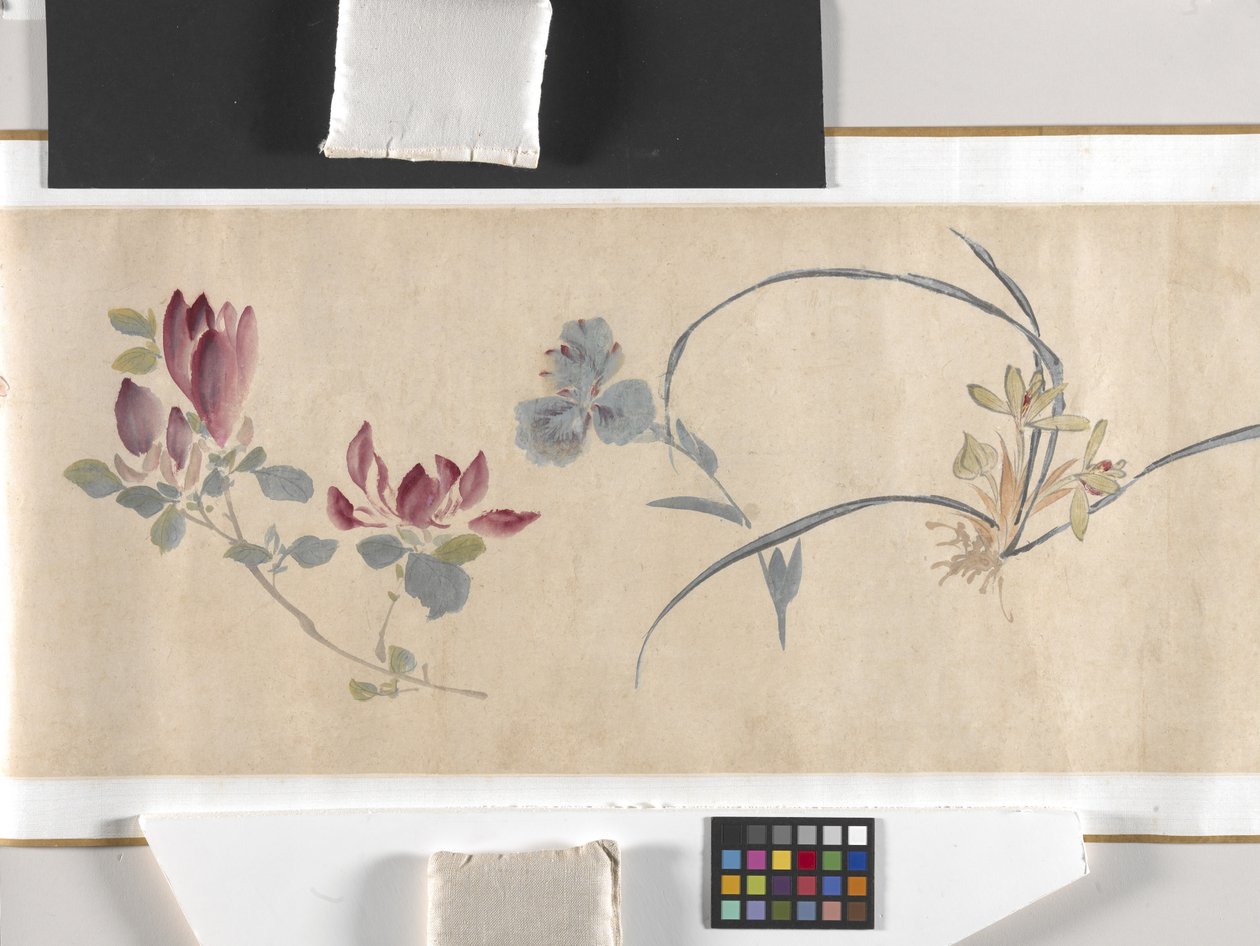 Fiori colorati da Zhimian Zhou