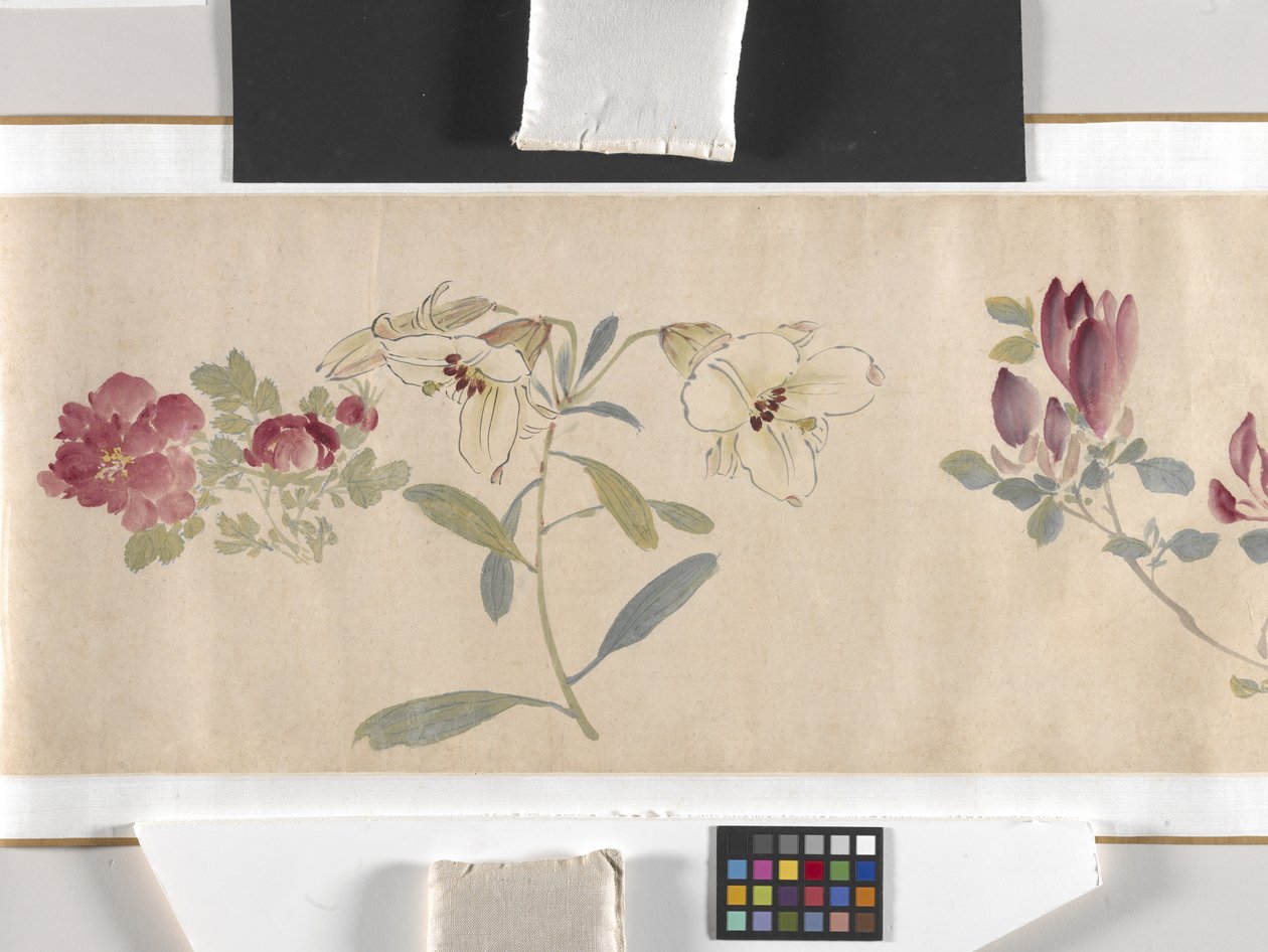 Fiori colorati da Zhimian Zhou