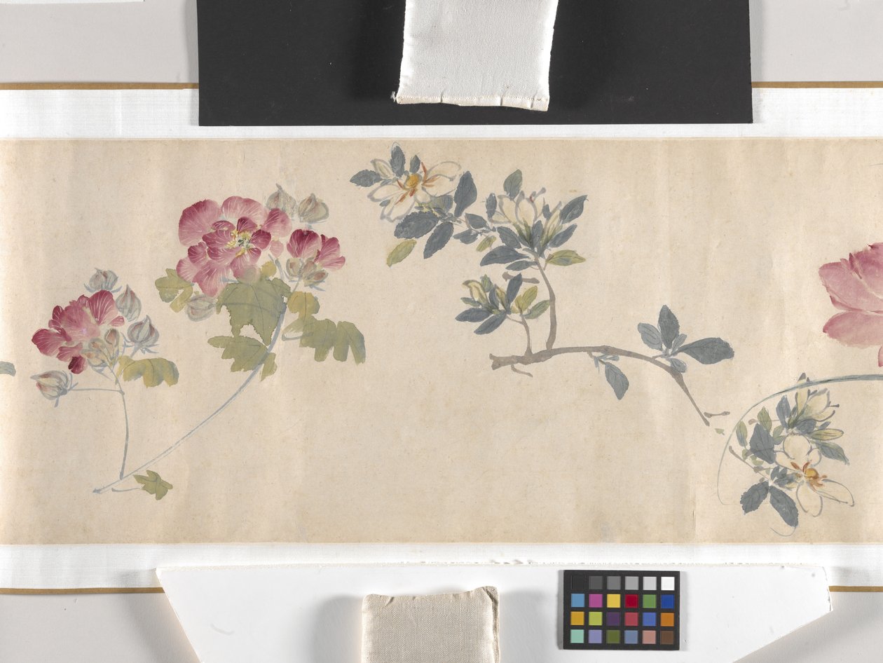 Fiori colorati da Zhimian Zhou