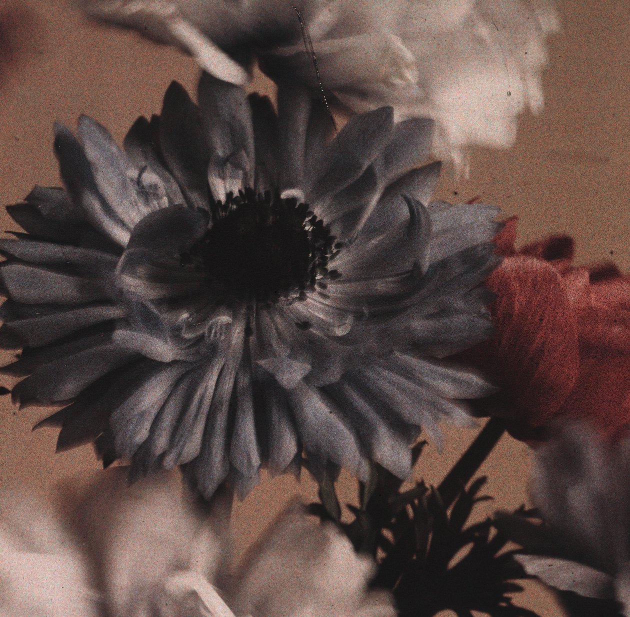 Anemoni da Frederick (attr. to) Barnard