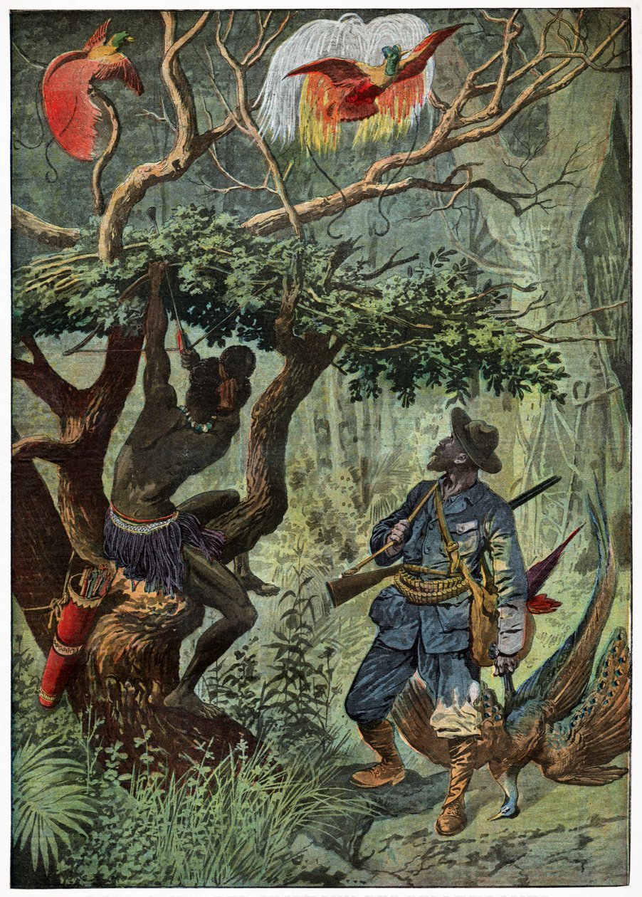 Uccello del paradiso da . .