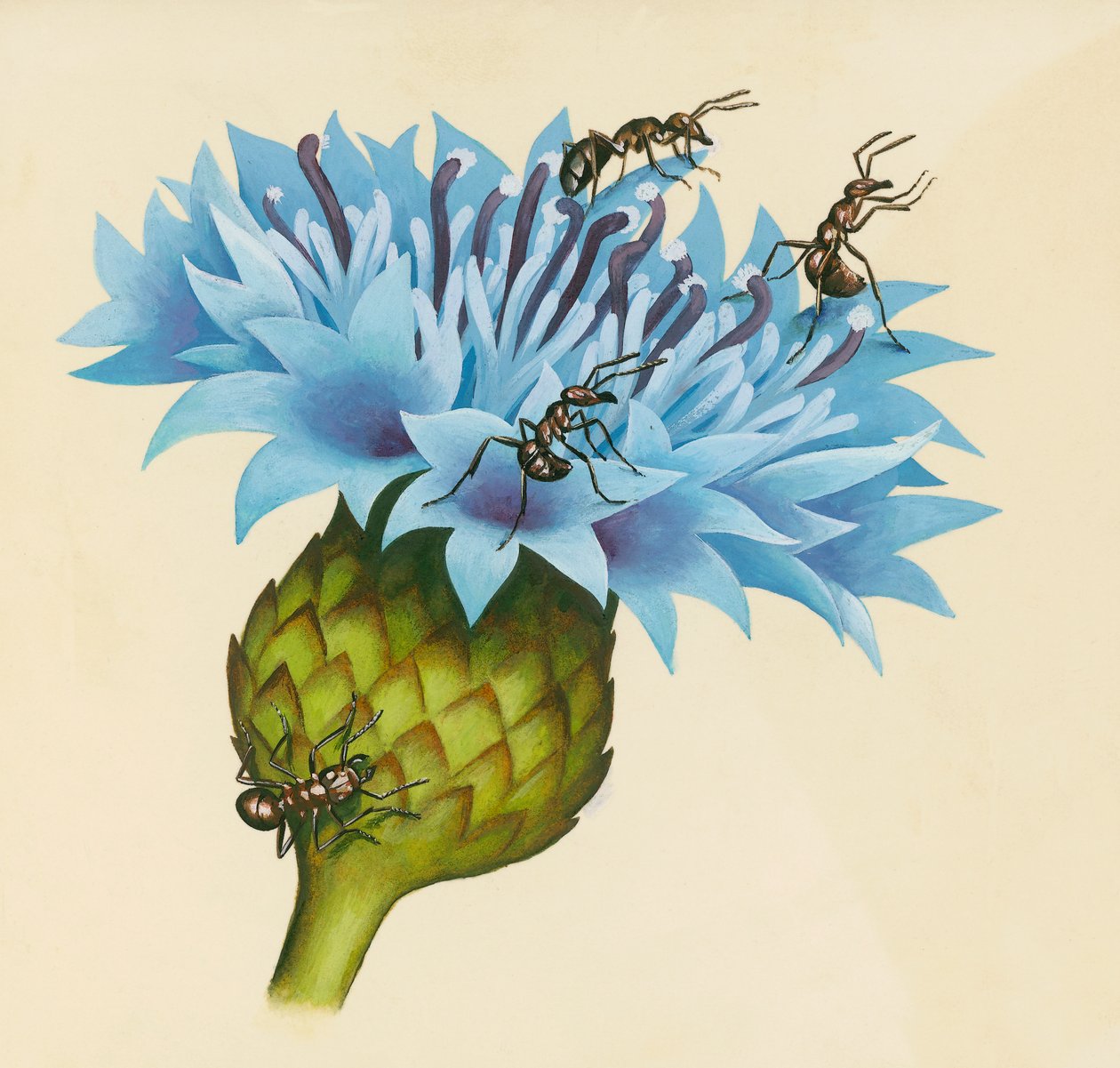 Fiore di Centaurea con formiche aggressive, disegno da William Walcutt