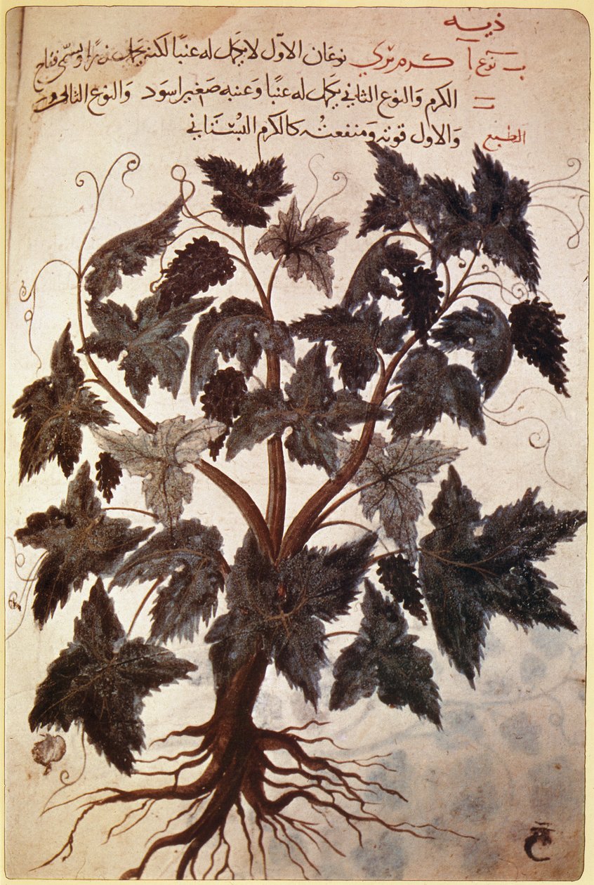 Erbari Vite da Ferdinand Georg Waldmuller