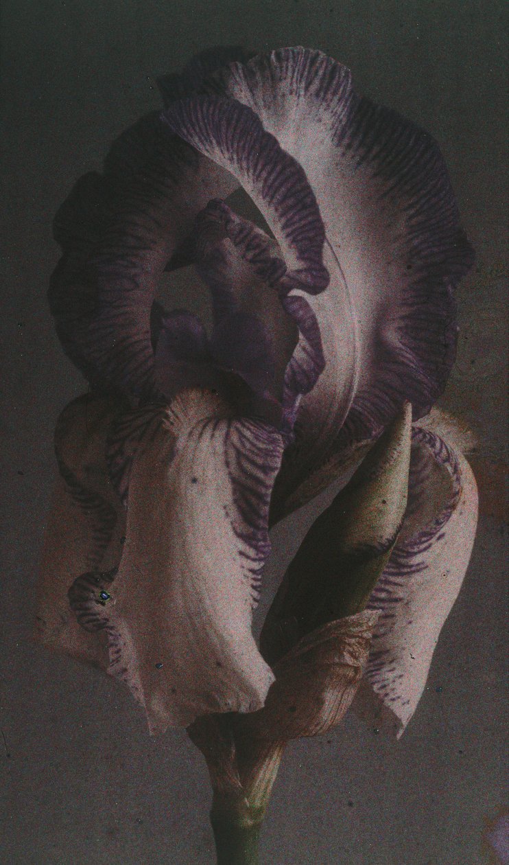 Iris germanica da Frederick (attr. to) Barnard