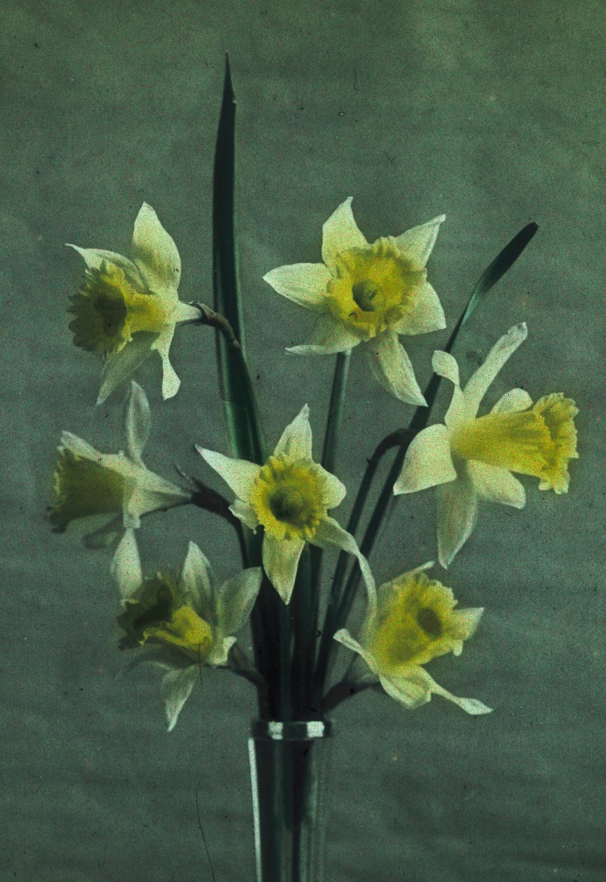 Jonquilles (Narciso - Golden Spur) da Frederick (attr. to) Barnard