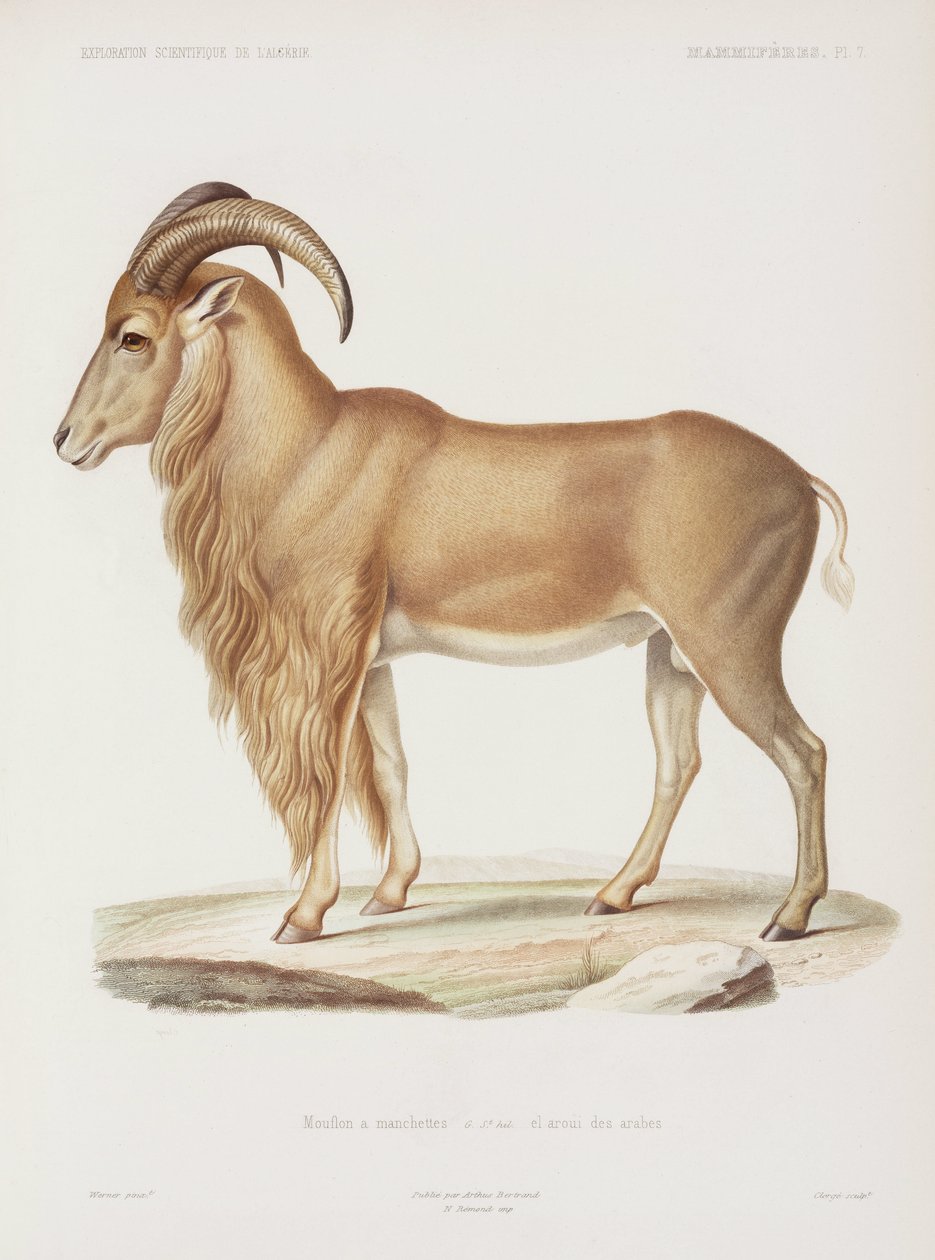 Muflone, Algeria da John Pardon