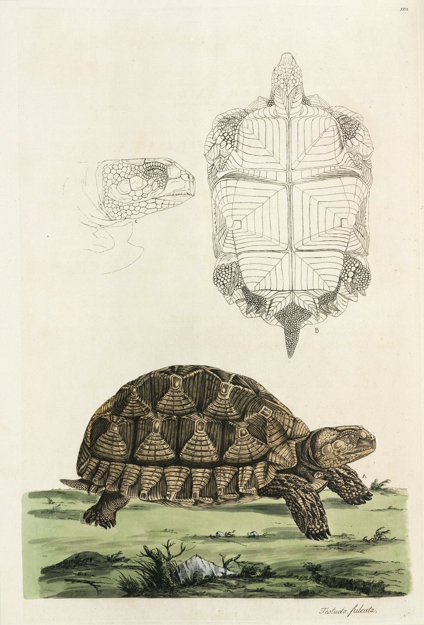 Tartaruga speronata da John Pardon
