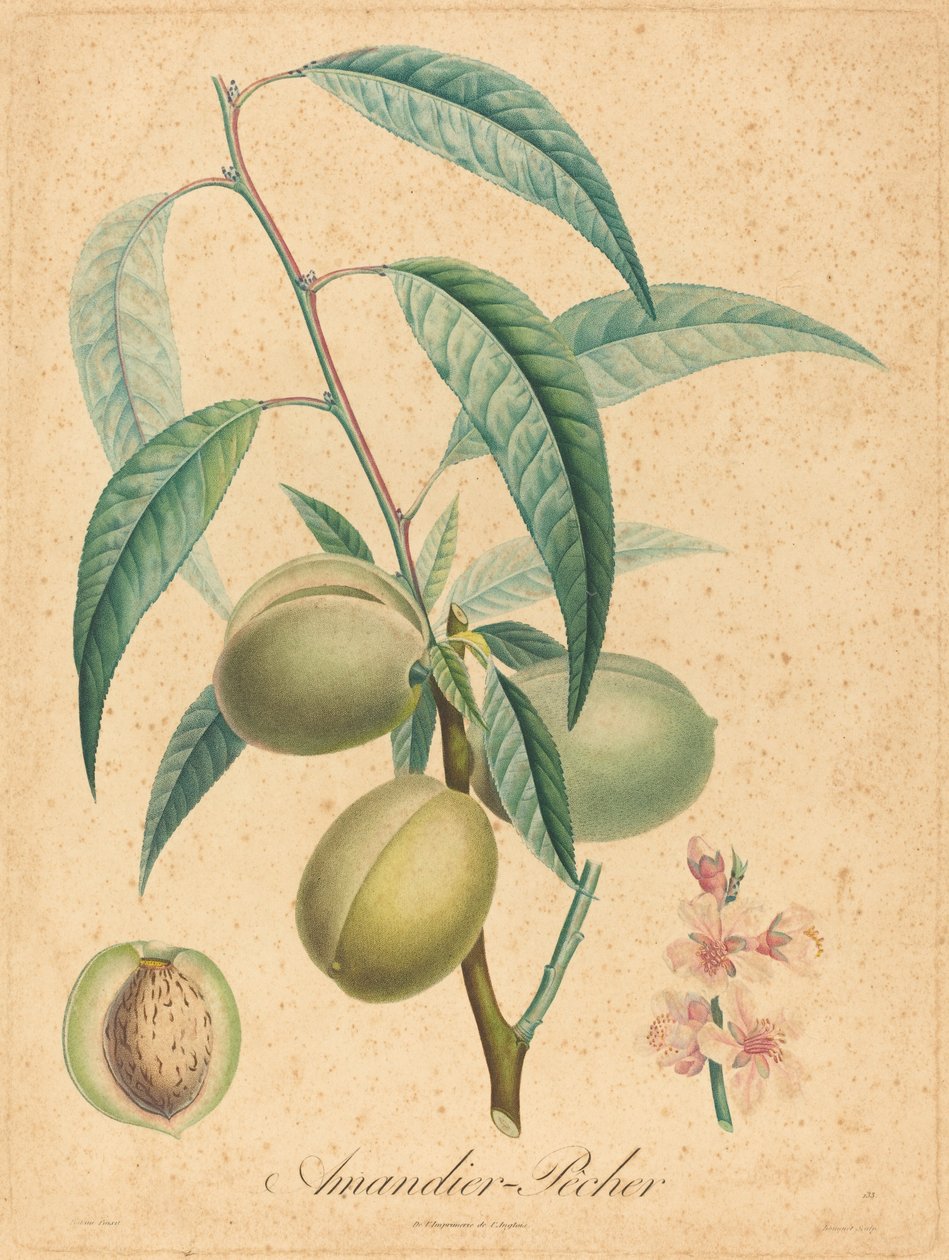 Mandorlo - Pesco da after A. Poiteau