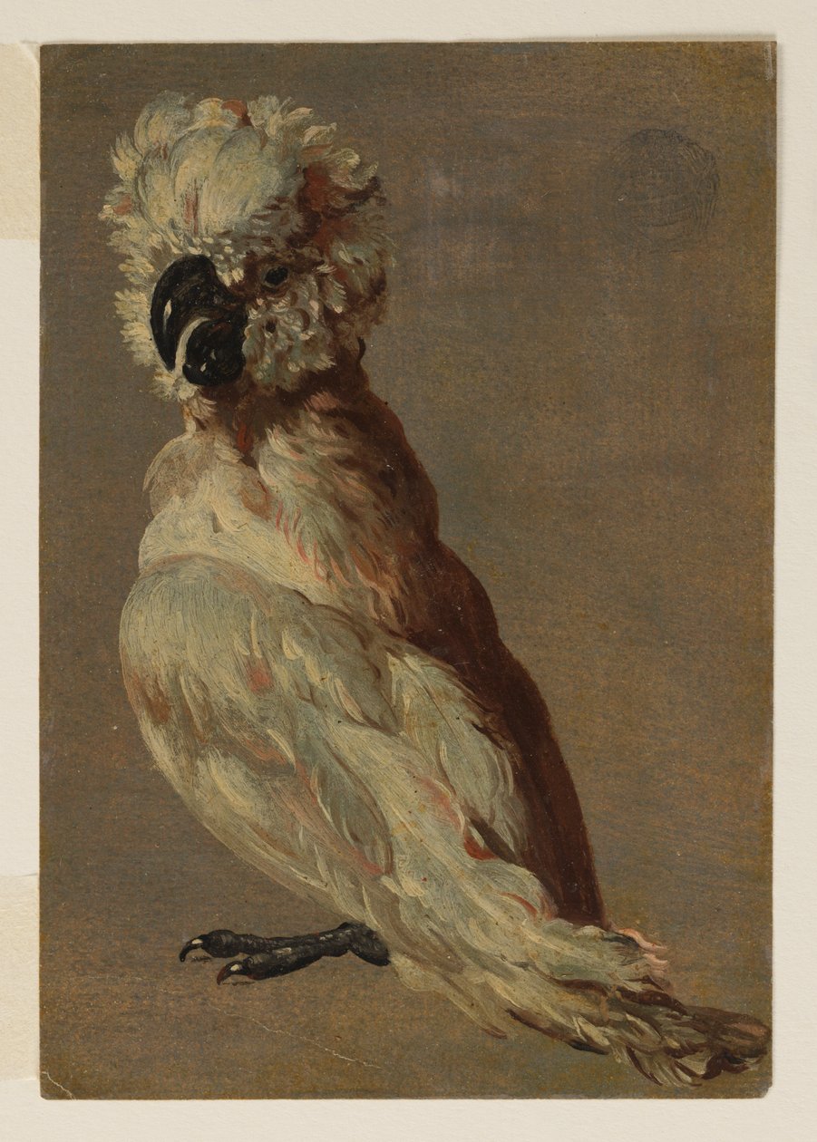 Un cockatoo bianco-marrone da after Frans Snyders