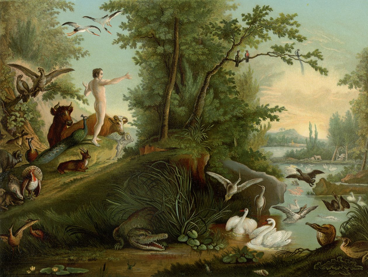 Adamo in Paradiso da Johann Elias Ridinger or Riedinger