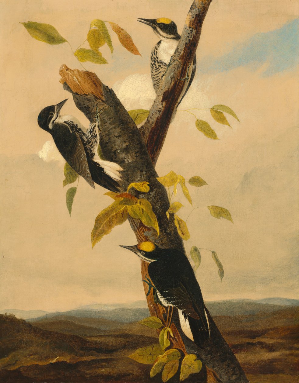 Picchio tridattilo dal dorso nero da after John James Audubon Joseph Bartholomew Kidd