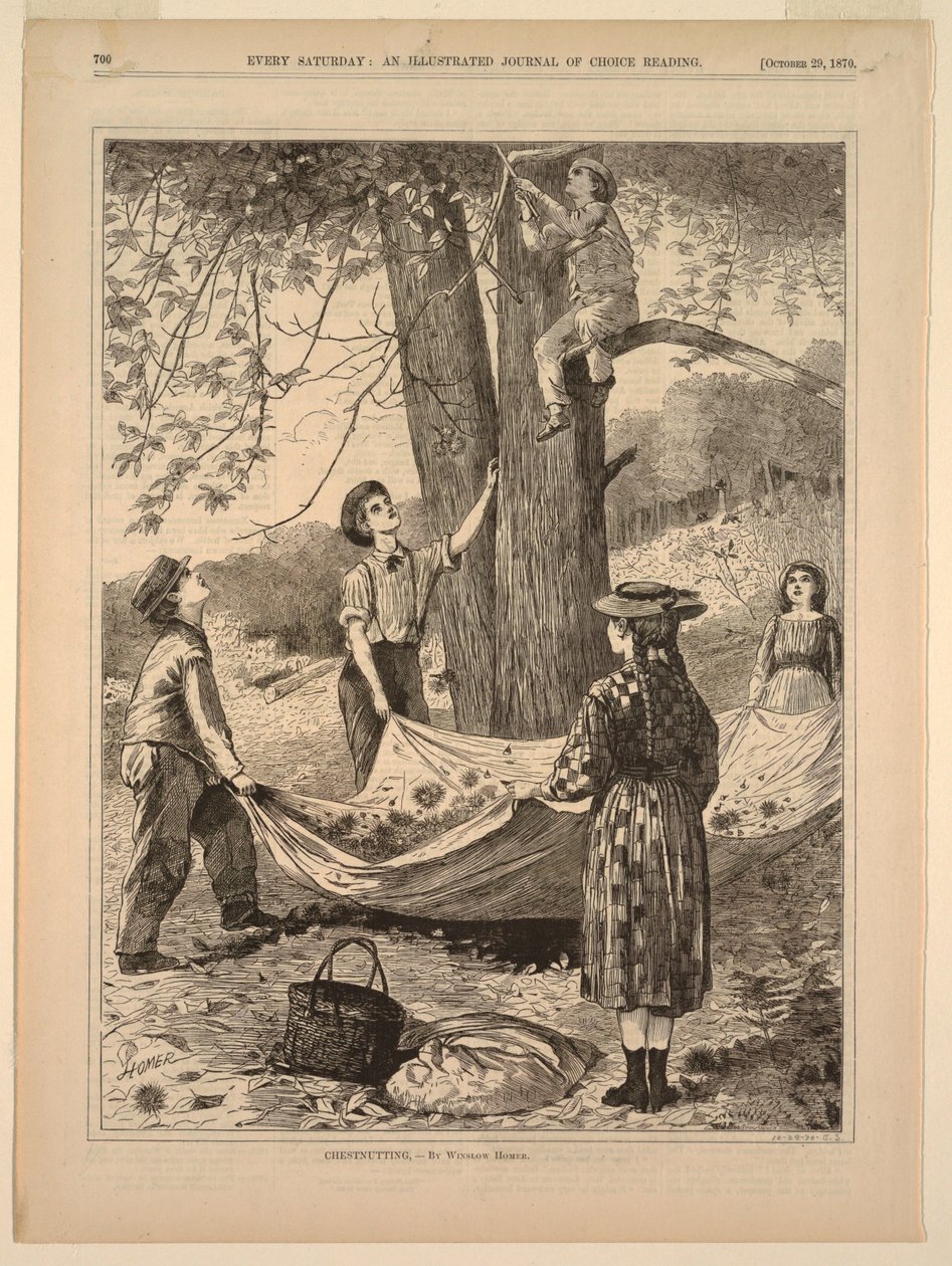 Raccolta di Castagne da after Winslow Homer
