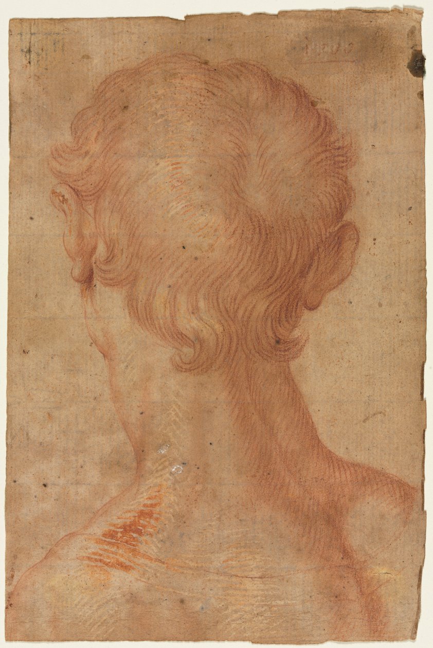 Testa di un uomo da dietro da copy after Agnolo Bronzino