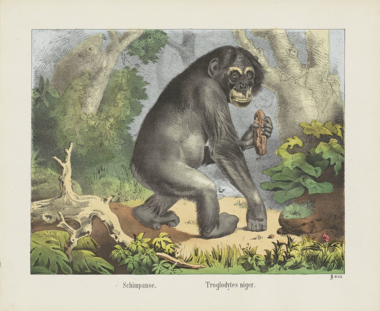 Scimpanzé. / Troglodytes niger (titolo sull