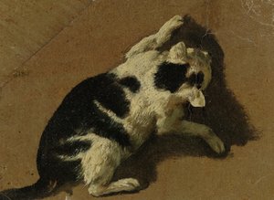 Gatto che gioca