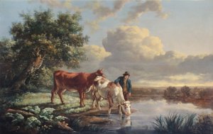 Bovini che bevono al bordo del fiume