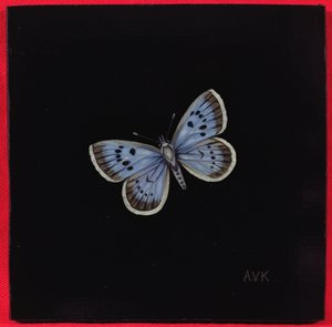 Farfalla Lycaena dispar, 2000