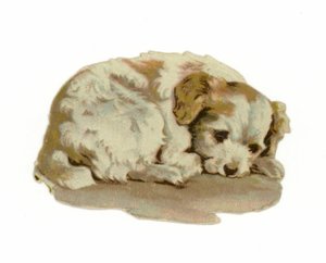 Cucciolo che dorme