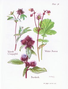 Potentilla palustre, Bardana, Geum rivale