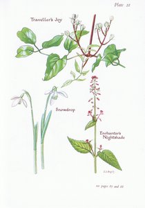 Clematide vitalba, Circaea lutetiana, Bucaneve