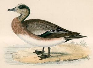 Anatra americana