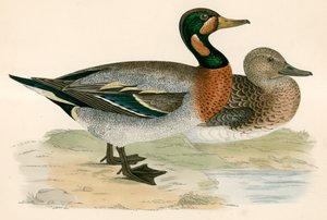 Anatra bimaculata