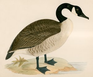Oca del Canada