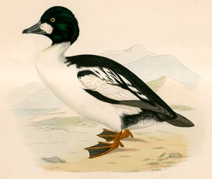 Occhio d