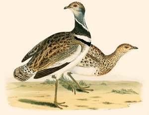 Gallina prataiola