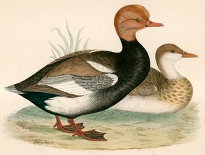 Anatra Fischiante Crestata Rossa