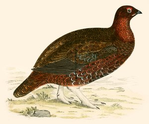 Gallo cedrone