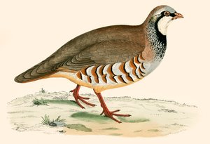 Pernice zamperosse