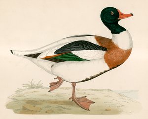 Anatra scudata