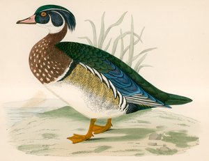 Anatra Estiva