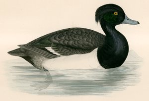 Anatra ciuffata