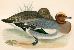 Alzavola