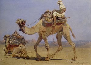 Cammello che si prepara a sdraiarsi, 1858