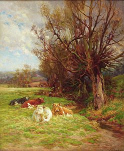 Bovini al pascolo