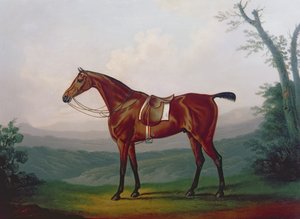 Ritratto di un cavallo da corsa