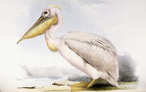 Grande pellicano bianco