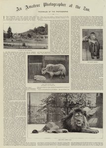 Un fotografo dilettante allo zoo