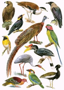 Uccelli