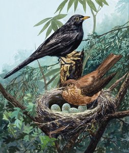 Uccelli e nido