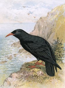 Gracchio