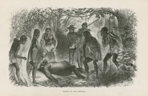 Morte del gorilla