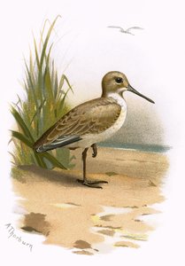 Pivieressa