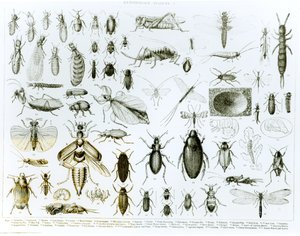 Entomologia Insetti (litografia) (foto in bianco e nero)