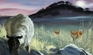 Volpi che osservano una pecora